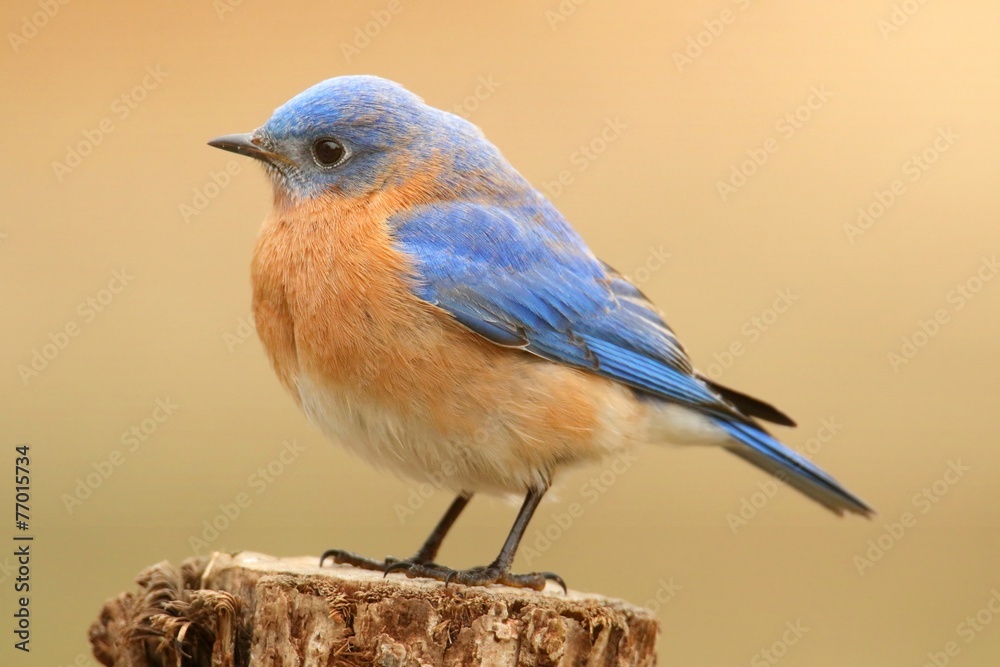 Male Eastern Bluebird