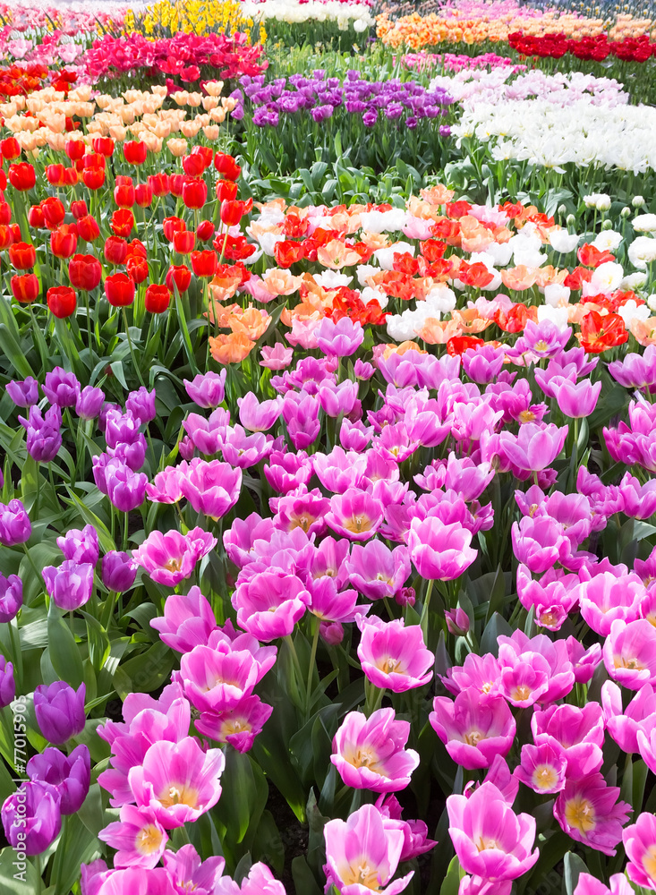 Flowers field with different colored tulips