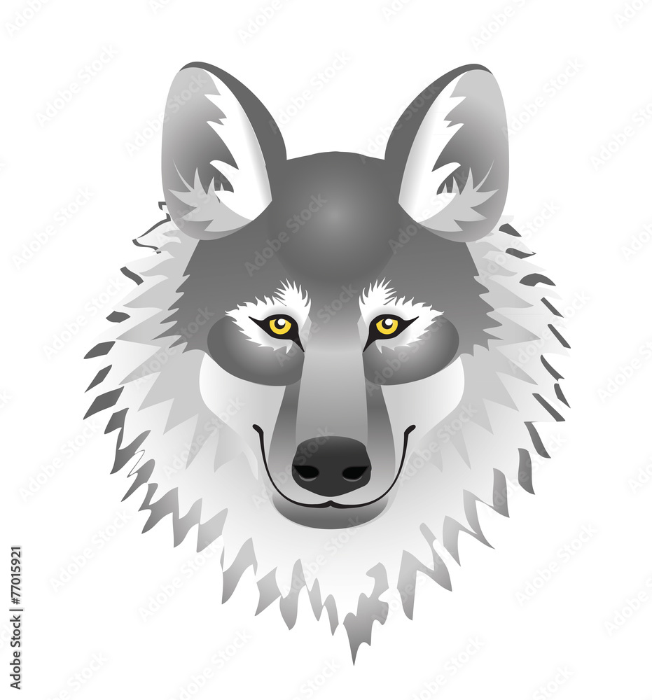 Obraz premium head fluffy, gray wolf on a white background