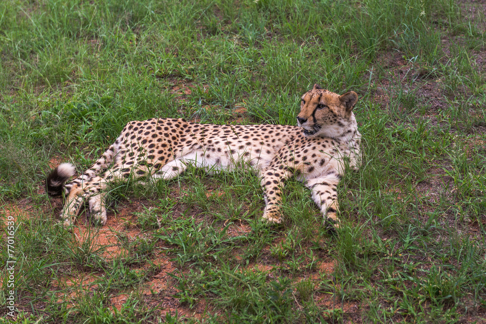 Fototapeta premium Cheetah, South Africa.