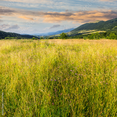 meadow with high grass in mountains