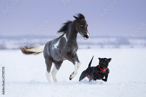 Obraz na plátně Paint miniature horse playing with a dog on snow field