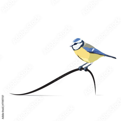 Mésange sur courbe à droite