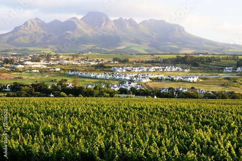 Weinanbau in Stellenbosch - Südafrika photo