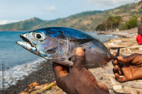 Slika na platnu Freshly caught Albacore tuna on the hands of a local fisherman.
