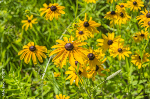Sunshine On Black Eyed Susans
