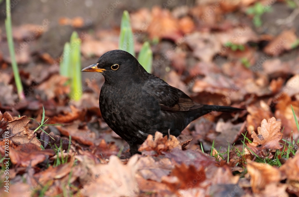 Blackbird Turdus merula male