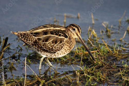 Snipe Gallinago gallinago