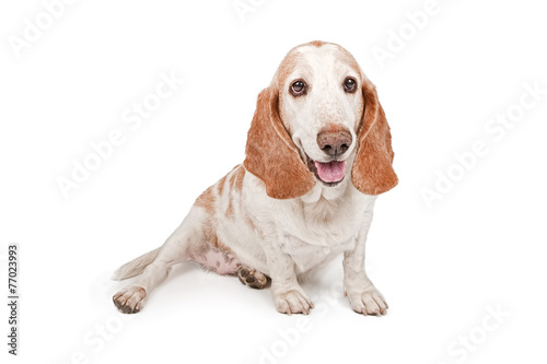 Happy Basset Hound Dog Smiling