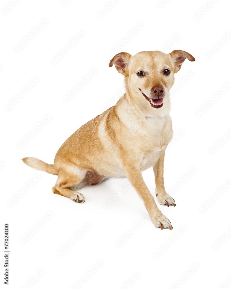 Cute Chihuahua Cross Dog Sitting