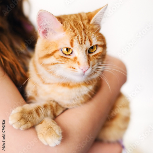 Beautiful orange tomcat