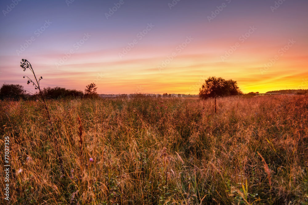 Fototapeta premium Sunset in summer field