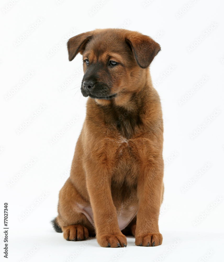 Cute puppy isolated on white