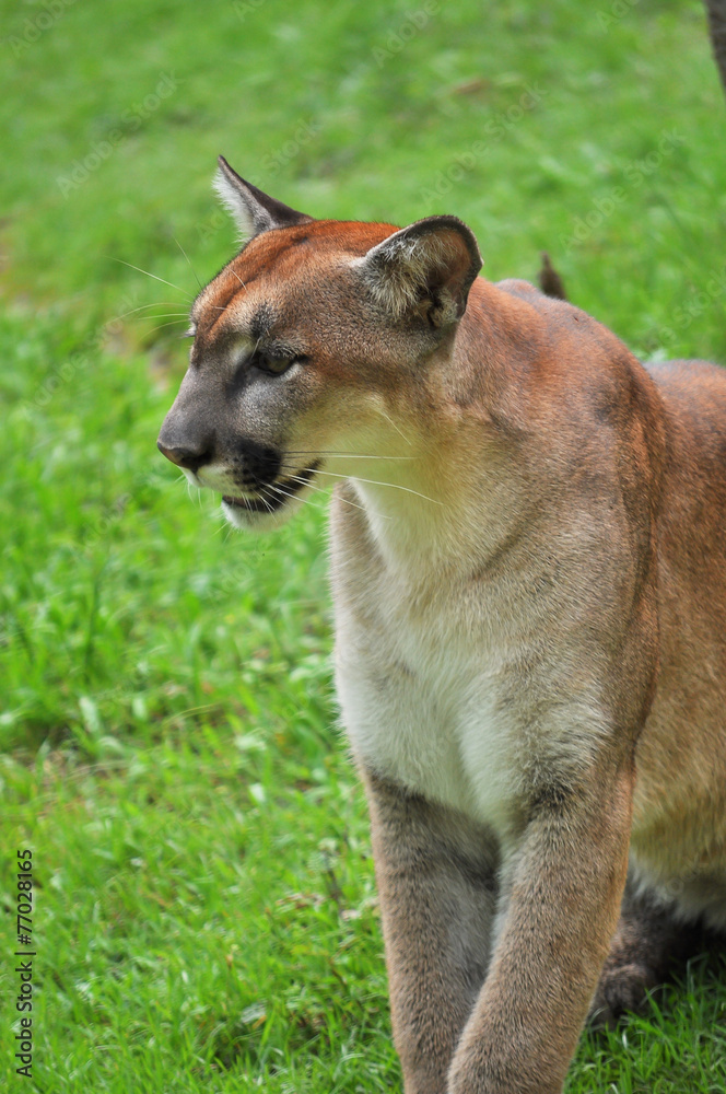 Fototapeta premium Cougar on green backgrond