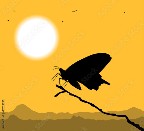 silhouette di farfalla