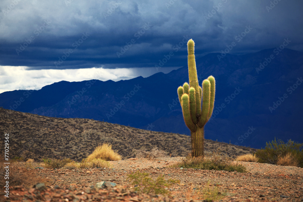 Cactus. Los Cardones national park in northern Argentina