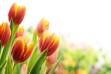 Wandcirkels Tulp Tulpen in zachte ochtendgloed  © Lily