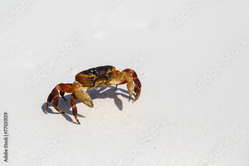The crab on a sandy beach in Thailand