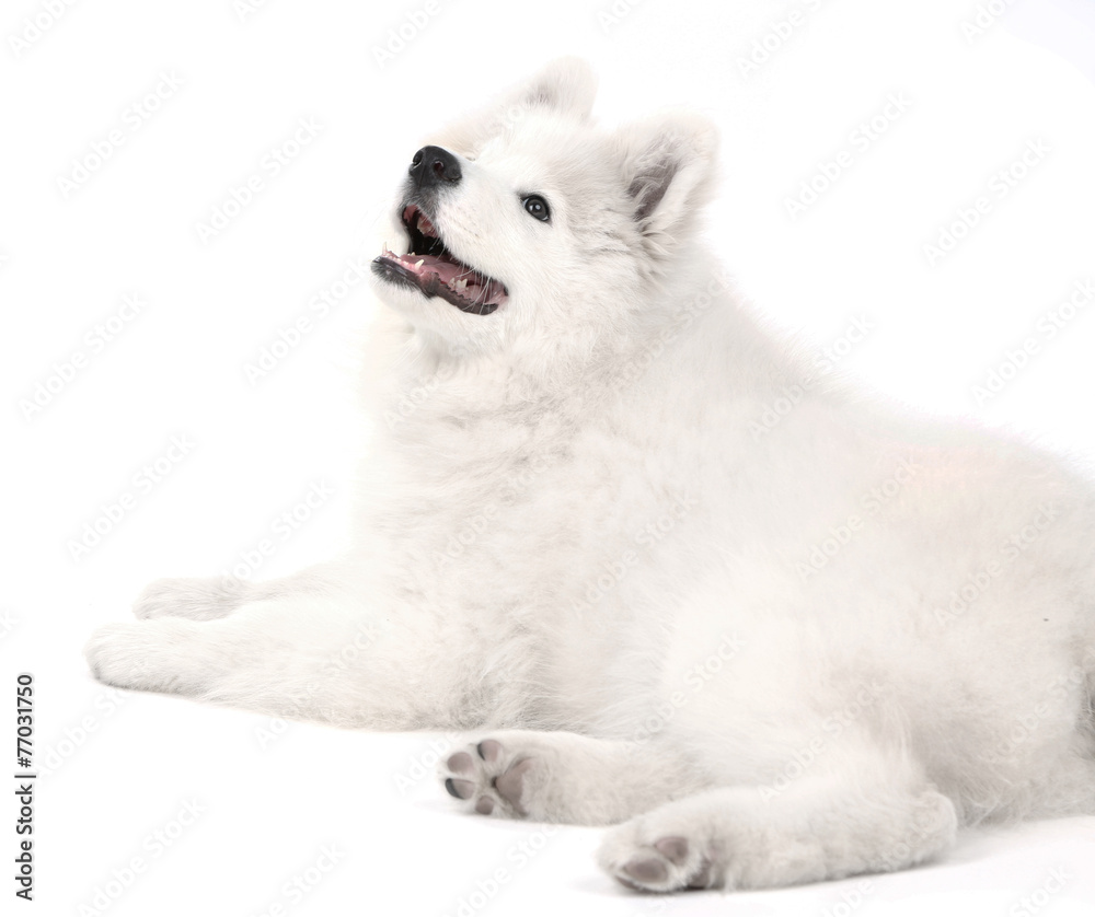 Friendly Samoyed dog lying isolated on white Friendly Samoyed dog lying isolated on white
