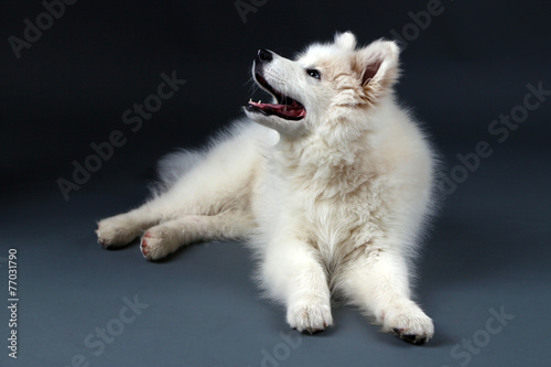 Lovable Samoyed dog lying on dark background