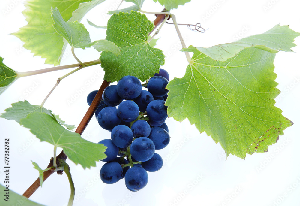 Obraz premium Blue grape cluster with leaves