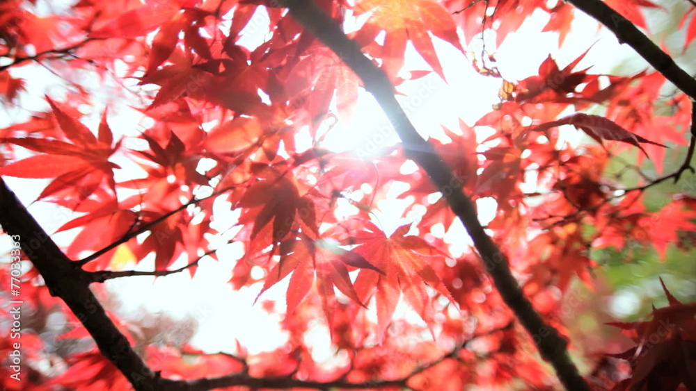 Color Japanese red Maple tree Acer Koch Sanso garden Kyoto Japan Color Japanese red Maple tree Acer Koch Sanso garden Kyoto Japan