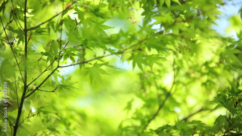 Japanese green Maple tree Koch Sanso garden Kyoto Japan Japanese green Maple tree Koch Sanso garden Kyoto Japan