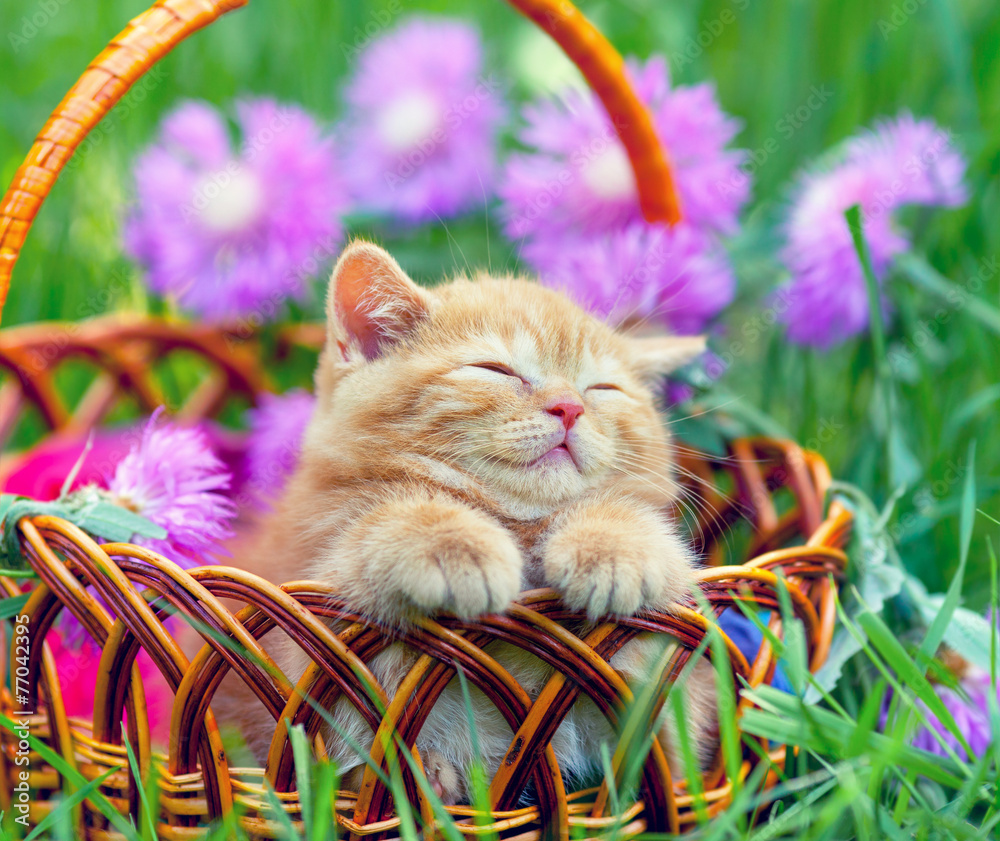 Cute little kitten sleeping in a basket on the floral lawn