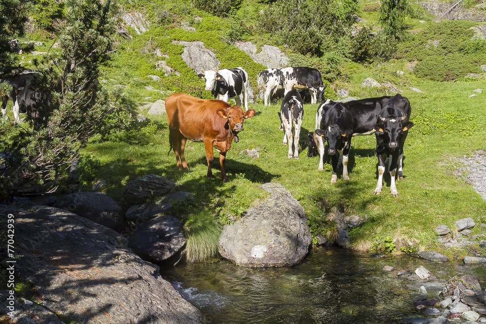 Fototapeta premium Cows in the Alps