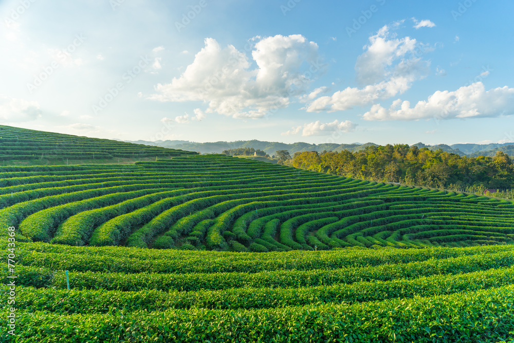 Curve of green tea farm