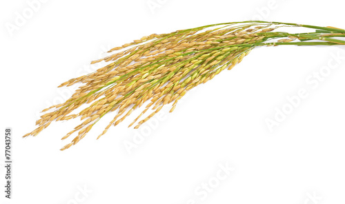 Spike with white background