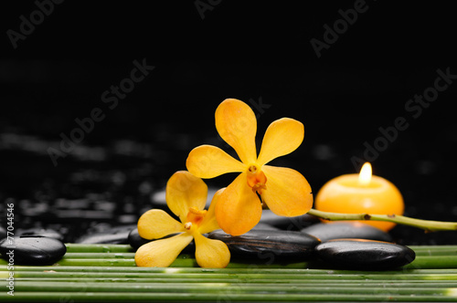 beautiful orchid and black stones and bamboo grove