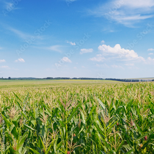 Slika na platnu green corn field and blue sky