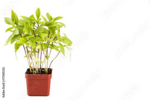 Potted Basil plant with isolated background, flushed left