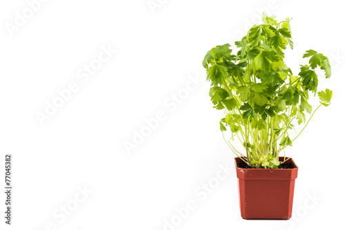Potted Parsley plant with isolated background, flushed right