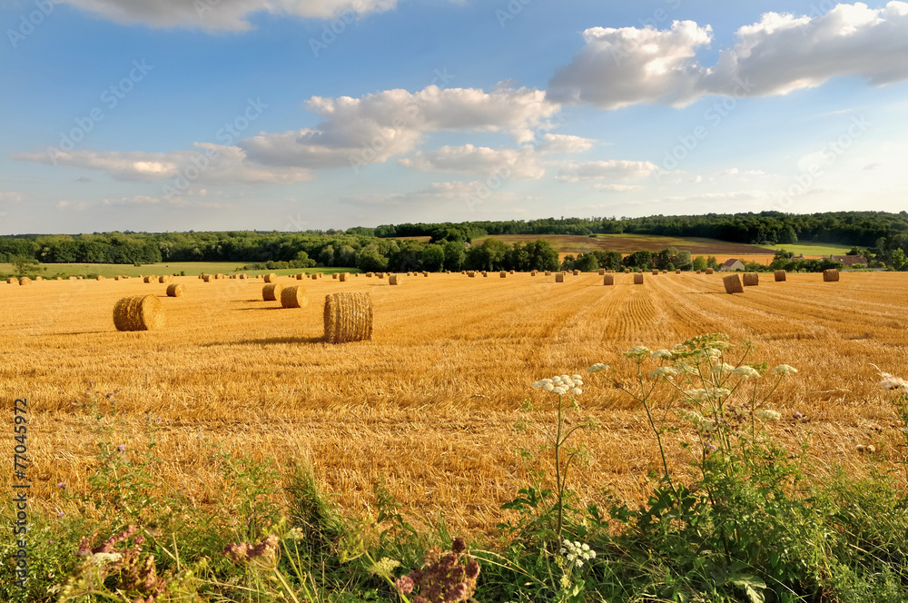Fototapeta premium paysage rural