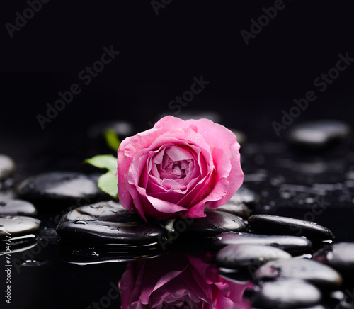 Still life with rose with pebbles on wet background