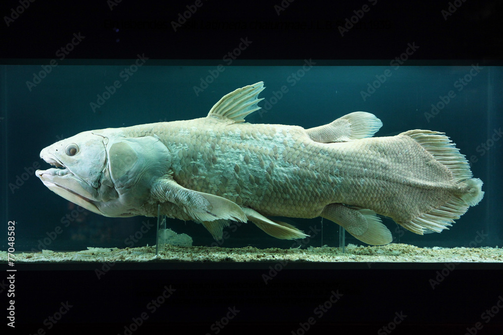 Fototapeta premium Coelacanth (Latimeria chalumnae)