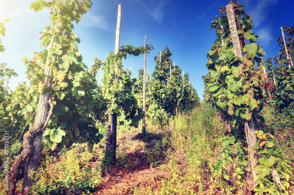 Fototapeta premium Fresh organic grape on vine branch