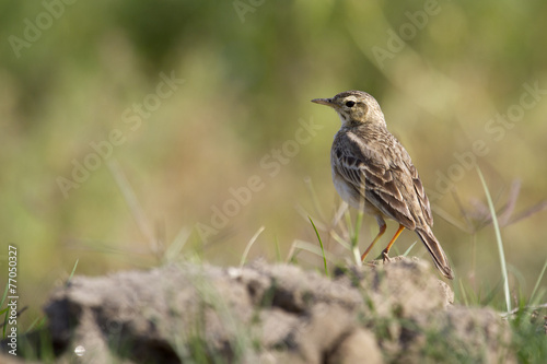 Paddyfield pipit in Nepal