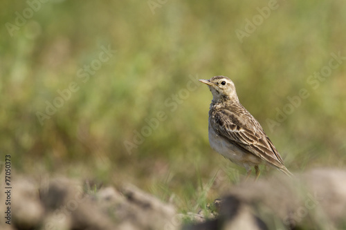 Paddyfield pipit in Nepal