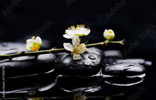 pebble and with cherry blossom water drops