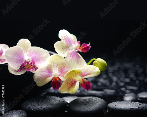 branch orchid with therapy stones
