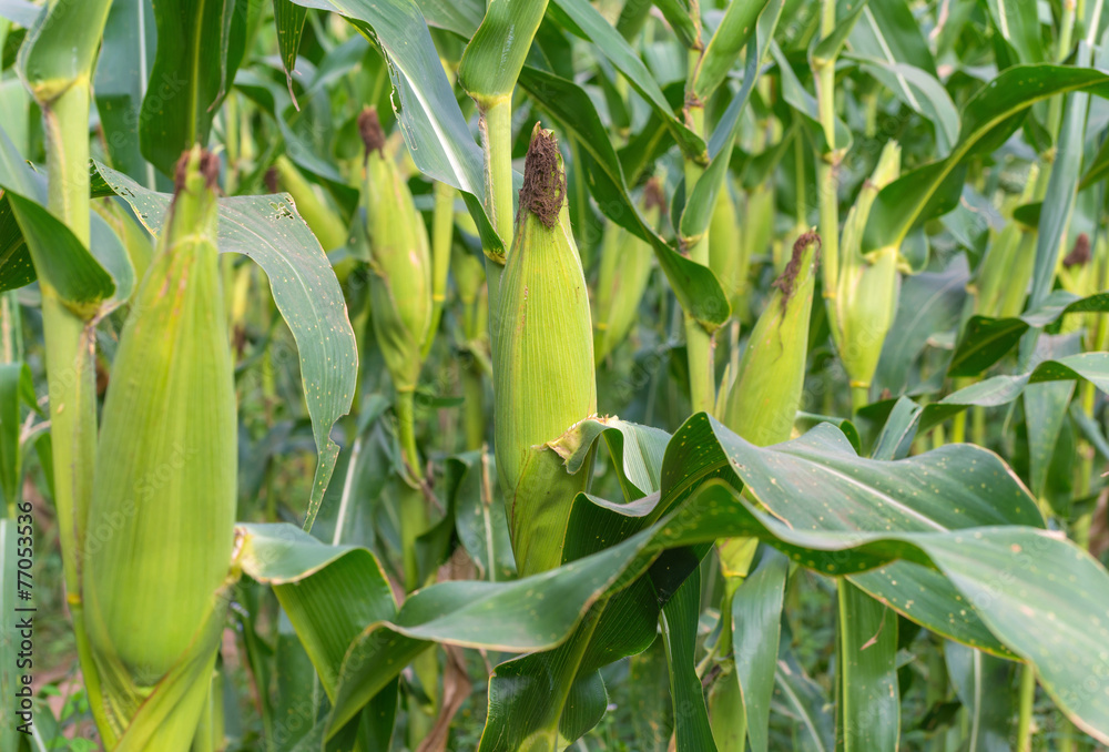 Corn field in agricultural rural landscape. Corn field in agricultural rural landscape.