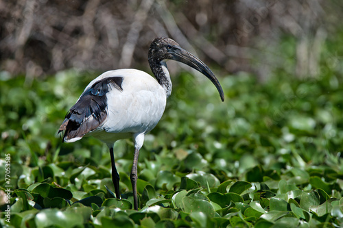 Sacred ibis