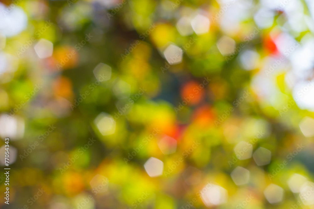Abstract blur with bokhe of light through the trees Abstract blur with bokhe of light through the trees