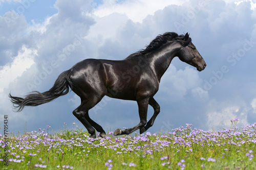 Black horse run gallop in the meadow