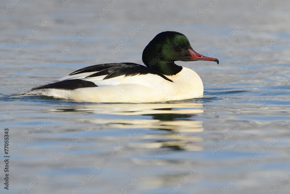 Common Merganser swimming in water. Common Merganser swimming in water.