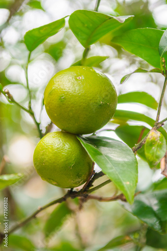 Wallpaper Mural Green Orange Torontodigital.ca