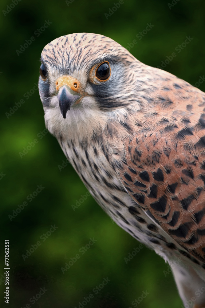 Kestrel Portrait